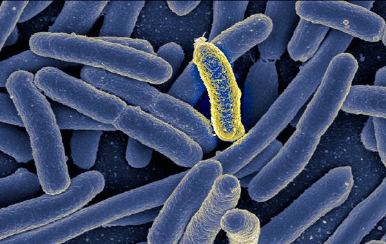 Are we too clean? The role of our gut bugs.