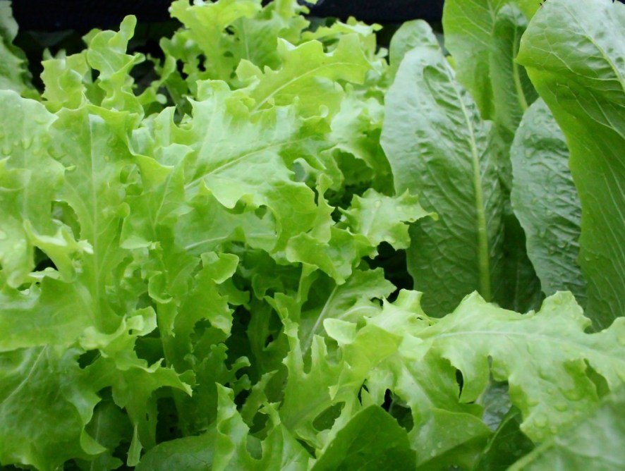 Cabbage, chard, collard greens, endive, lettuce, kale, mustard